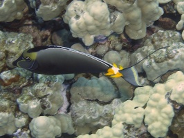 45 Orangespine Surgeonfish IMG 2337